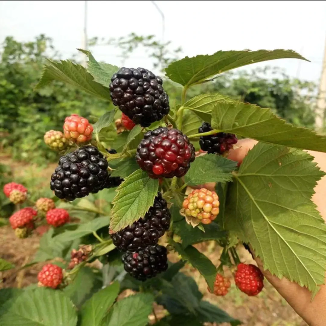 【黑树莓种子】耐寒黑树莓种子阳台盆栽小院种植简单四季播种种植