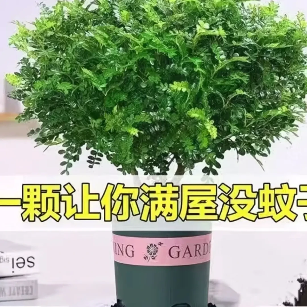 清香木胡椒木盆栽室内好养花卉四季常青驱蚊驱虫净化空气