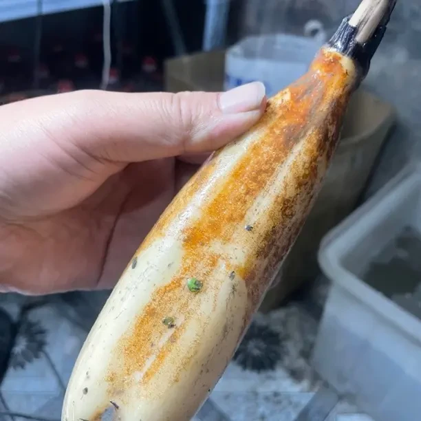 湖北沙湖新鲜脆藕 清炒 凉拌 酸辣 3斤