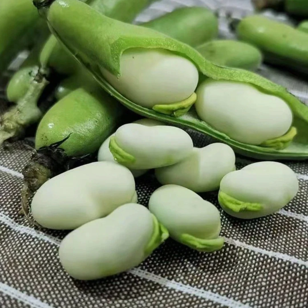 云南新鲜蚕豆胡豆山地种植精品新鲜蔬菜豆农家自种安心太好吃了