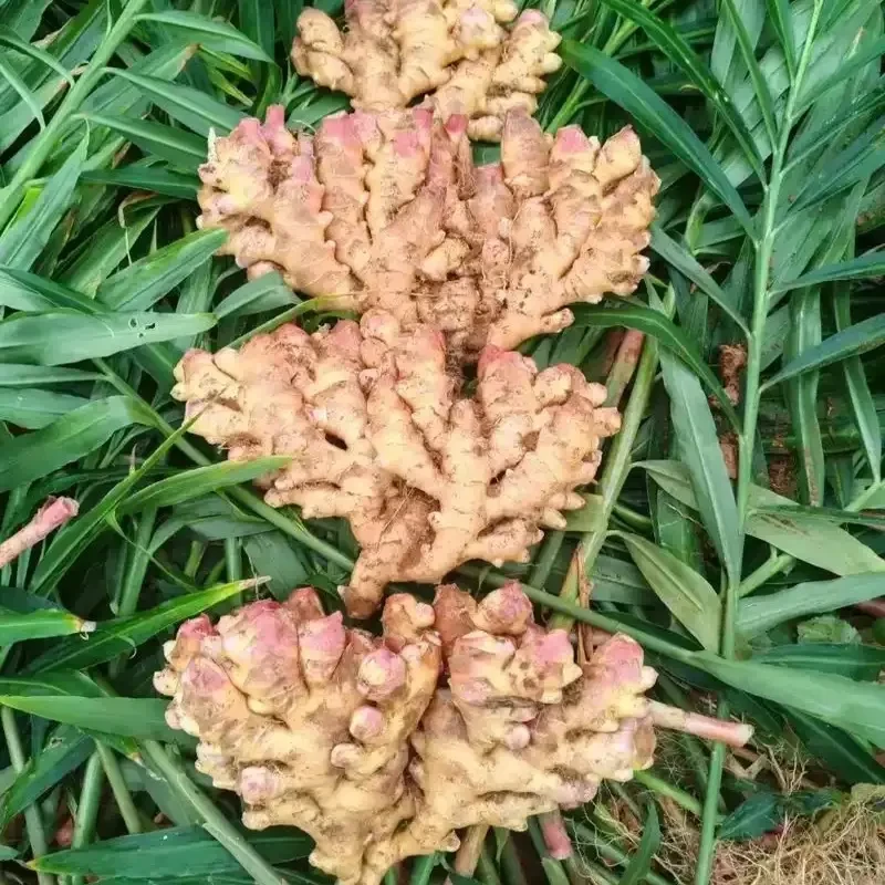 云南高山新鲜小黄姜现挖新姜姜味浓郁可做泡姜