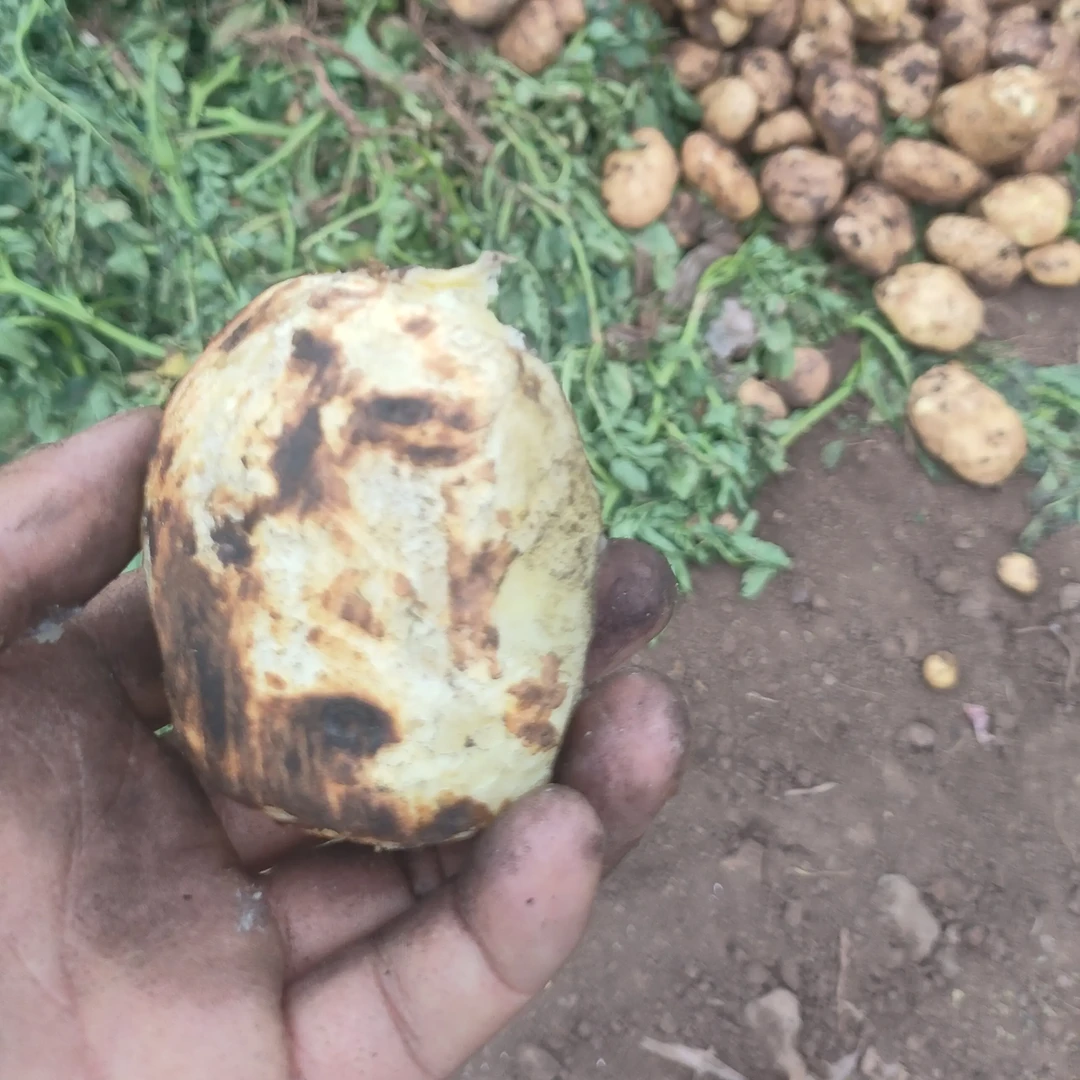 贵州威宁三号米拉洋芋土豆黄皮黄心新鲜现挖沙面粉糯洋芋马铃薯