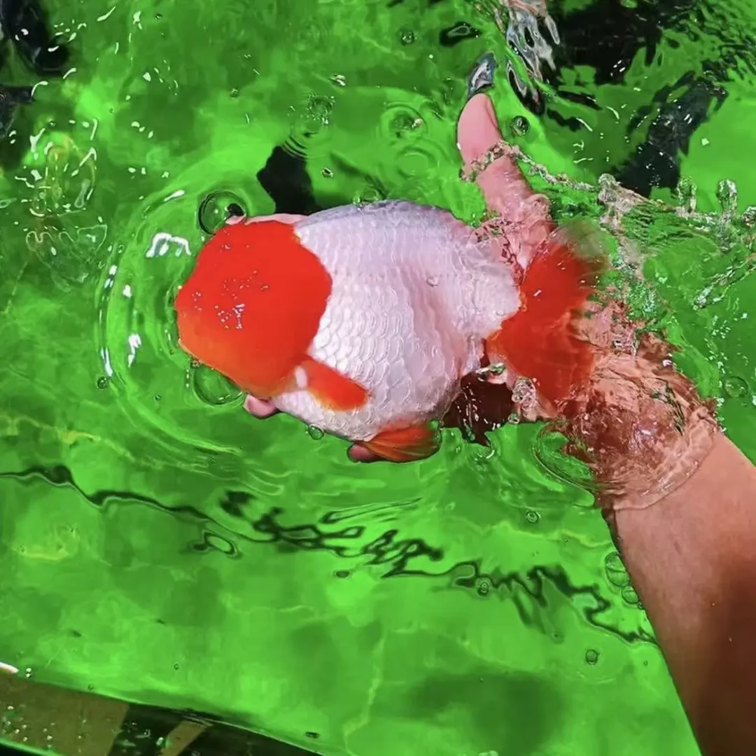 兰寿波妞金鱼活体1-18cm