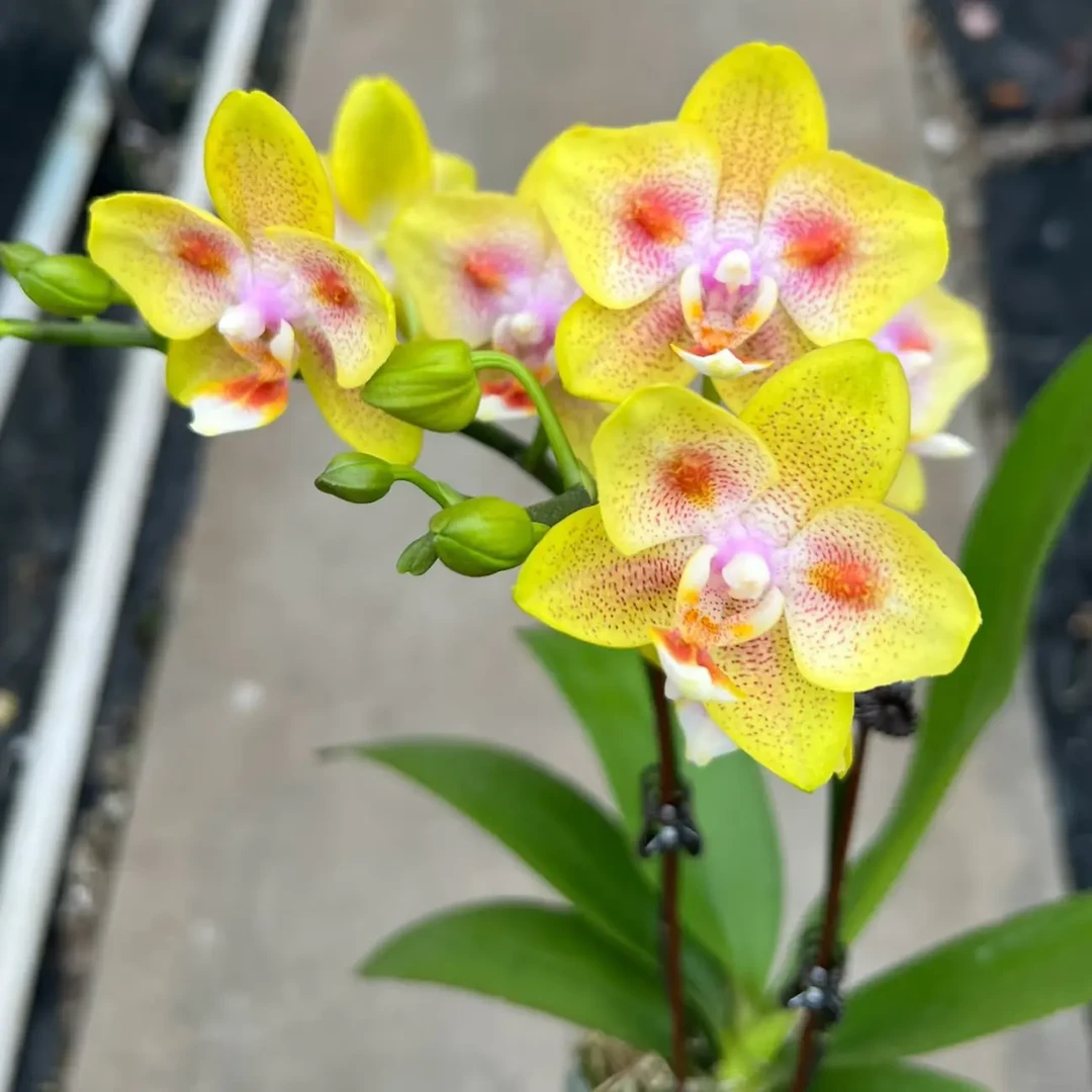 【海绵宝宝】3.0加高杯 自带两眼变异 双花剑