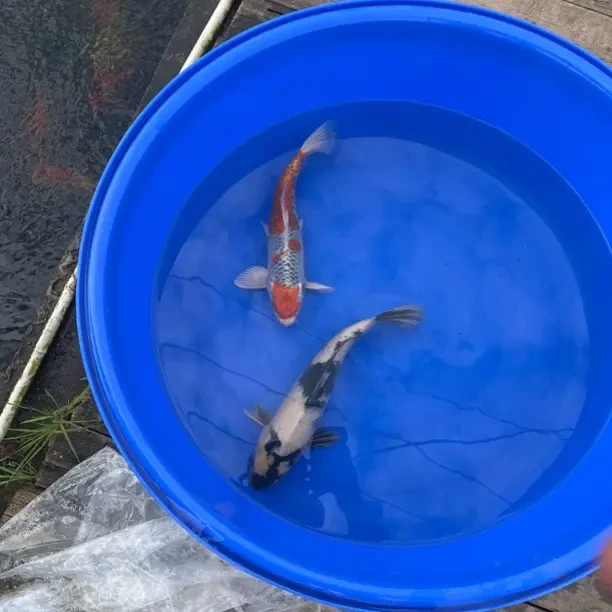 好养耐活的红白大正昭和三色锦鲤冷水观赏鱼淡水活体