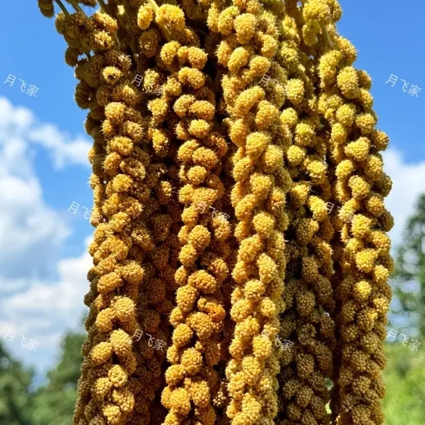 糯小米贵州黔东南高山黄小米易煮营养煮粥米油醇香月子米宝宝米