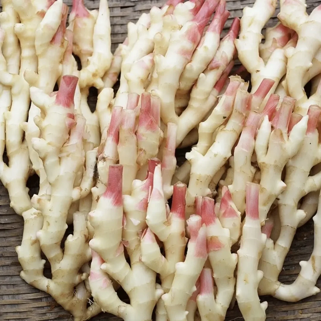 贵州新鲜现挖红芽嫩姜适合腌制泡菜的农家子姜