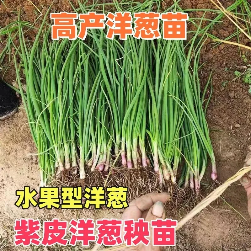 【特价优质苗】正品新鲜紫皮水果洋葱苗苗基地直发红皮洋葱头苗