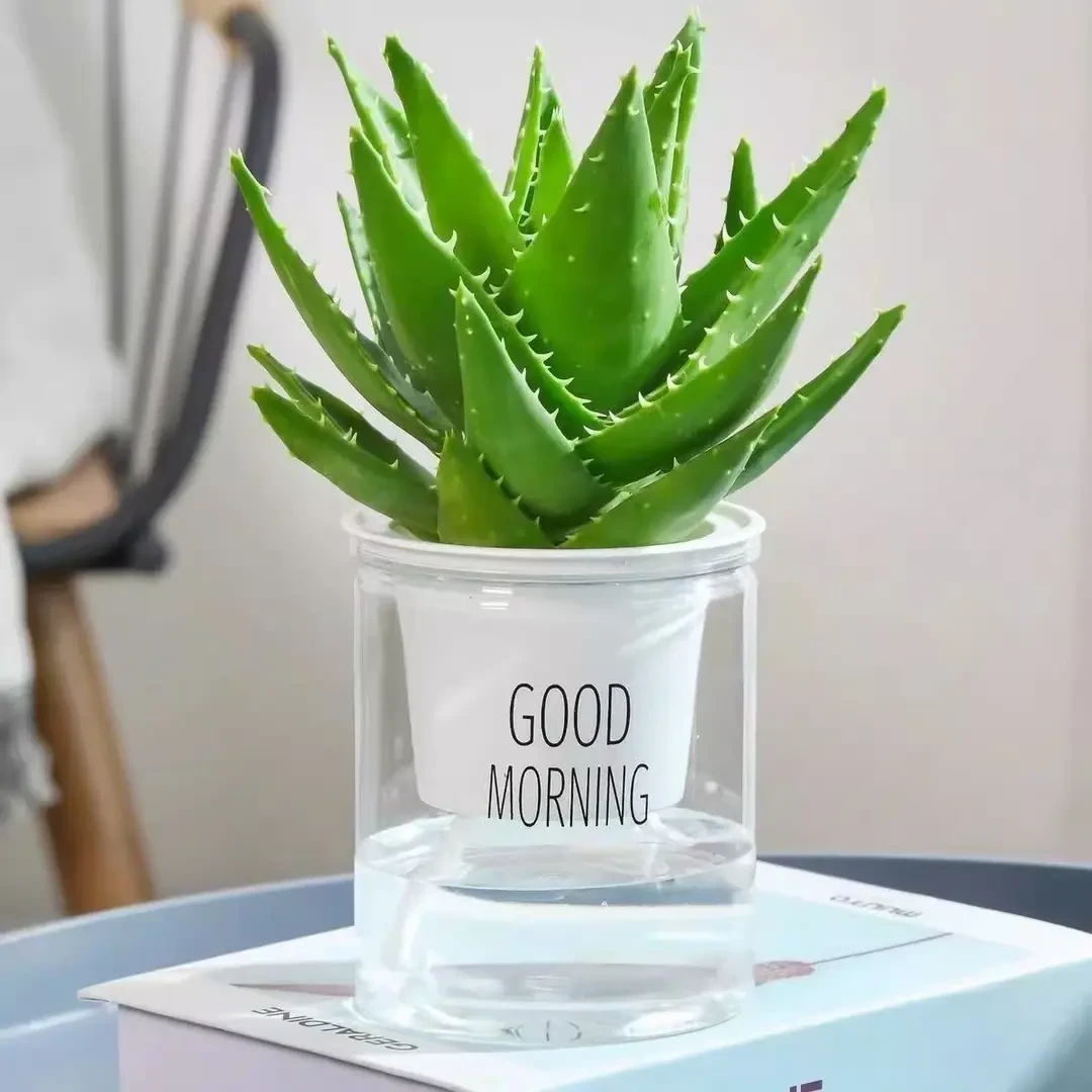 基地直发芦荟盆栽室内除甲醛植物原盆办公桌四季好养花卉绿植绿色