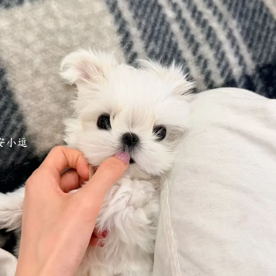 精品马尔济斯弟弟