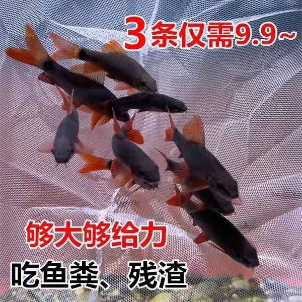 彩虹鲨工具鲨可混养清洁鱼工具鱼清道夫吃残渣吃垃圾小热带观赏鱼