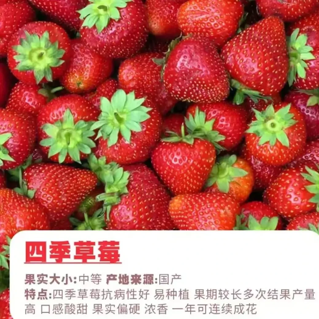 四季奶油苗盆栽带土带盆带花带果阳台种植易活