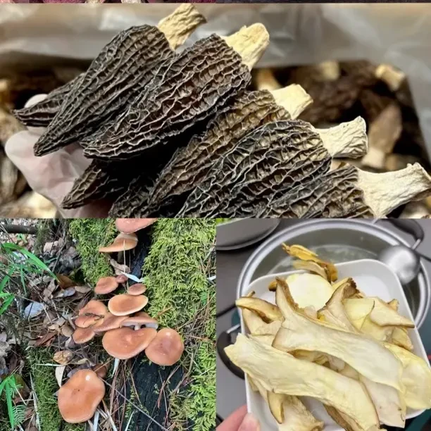 云南野生菌混搭五种菌子煲汤送礼【野生菌】