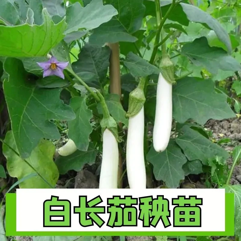白玉长茄子苗子白色雪白茄秧苗春季秋季盆栽庭院农家菜园蔬菜苗子