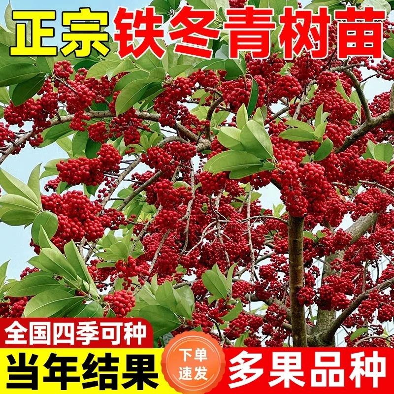 北美红果铁冬青树苗万紫千红四季常青庭院绿化白银香名贵苗木盆栽