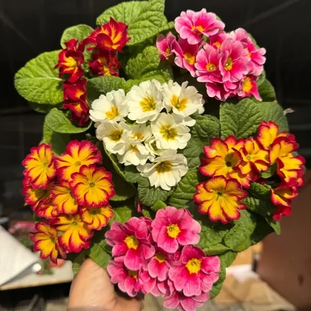 报春花盆栽带花苞耐寒四季开花室内阳台庭院花卉带香味发货