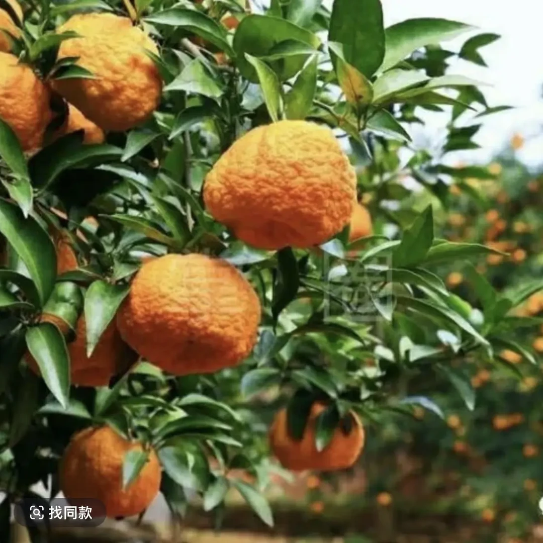 正宗的农村狮头柑