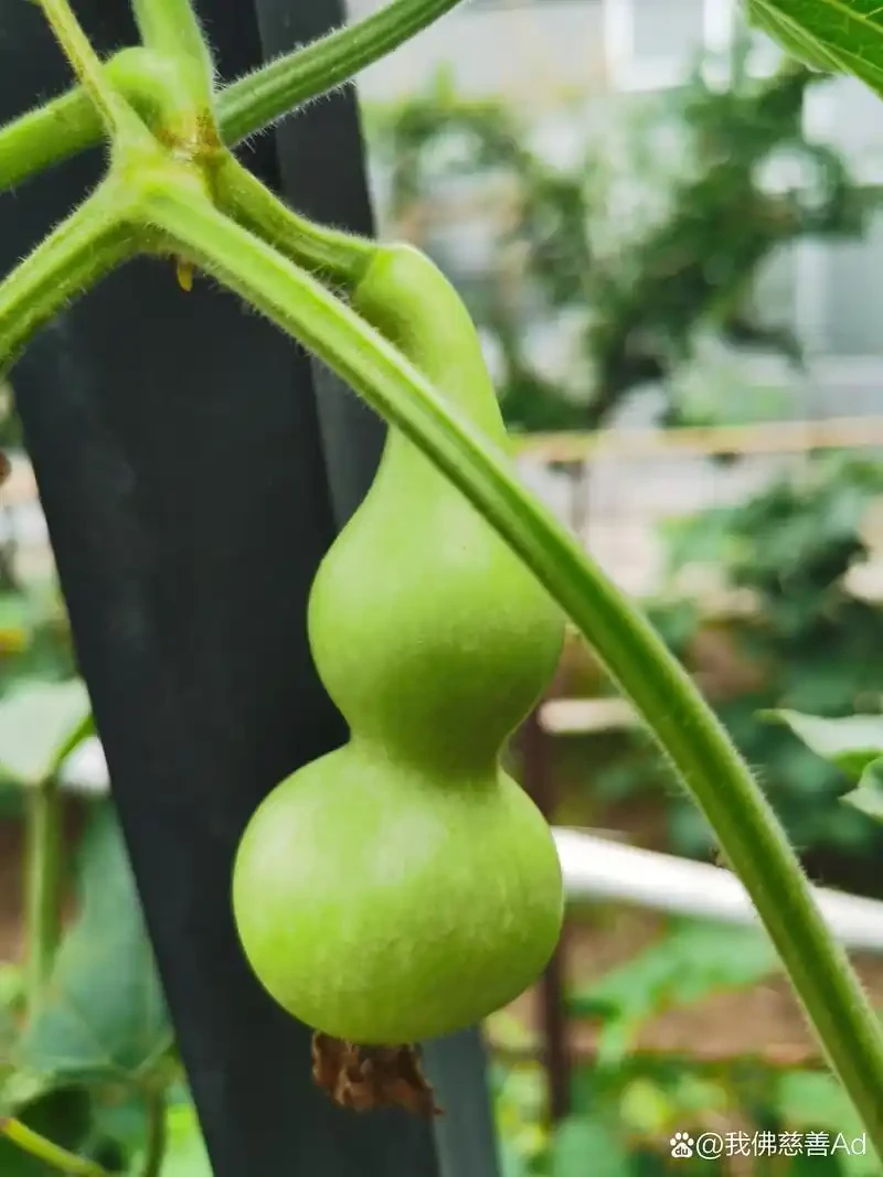 2025天然精品可盘玩可观赏练手打皮本捻葫芦