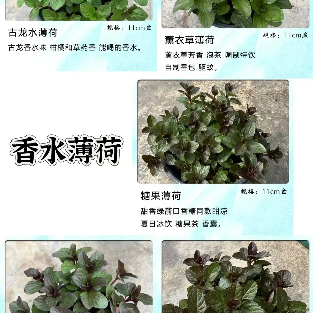 香水薄荷组合 6盆(糖果 浆果奶油 古龙水 巧克力 薰衣草 香槟)