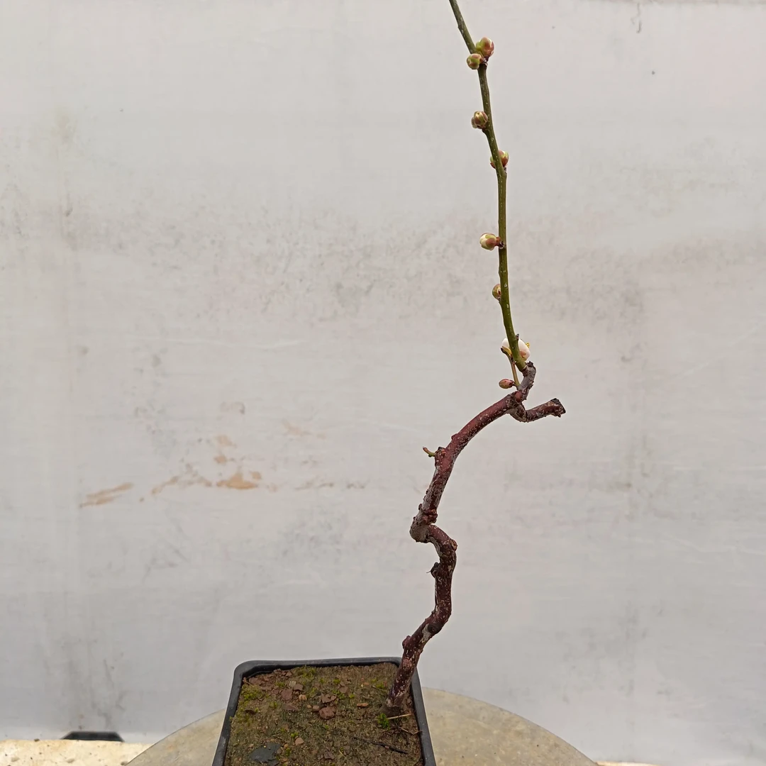 龙游梅茶台小品盆景素材一物一拍