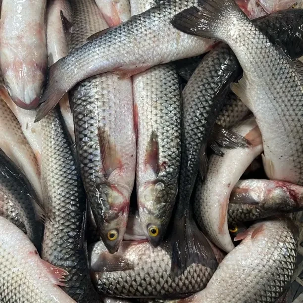 渤海湾【小花家】小梭鱼5斤（京津冀鲜发其他地区冷冻发货）