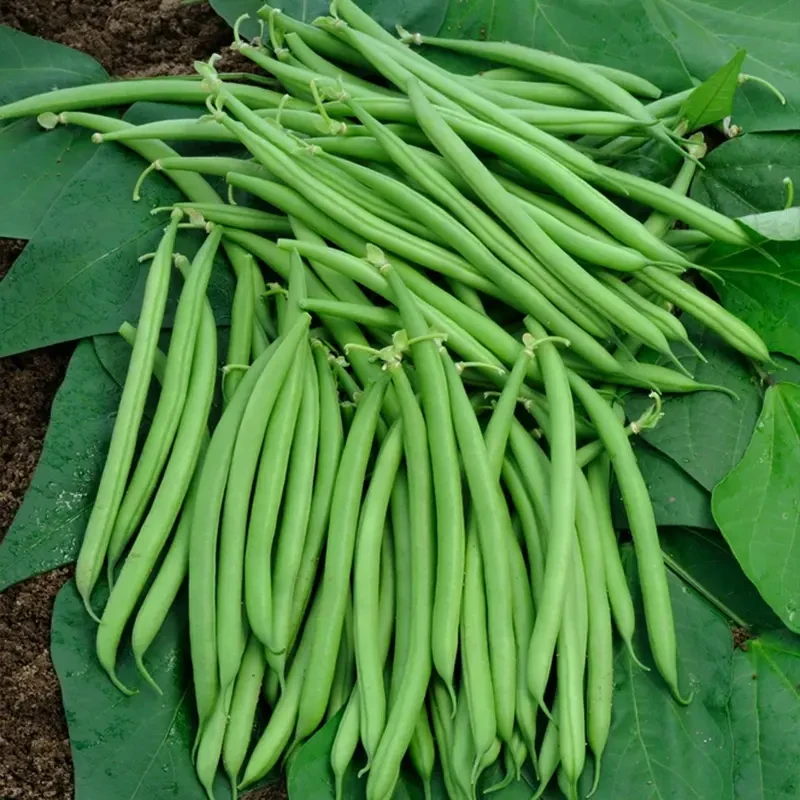 不搭架四季豆无架四季豆种籽  阳台庭院盆栽蔬菜种籽春季简单种