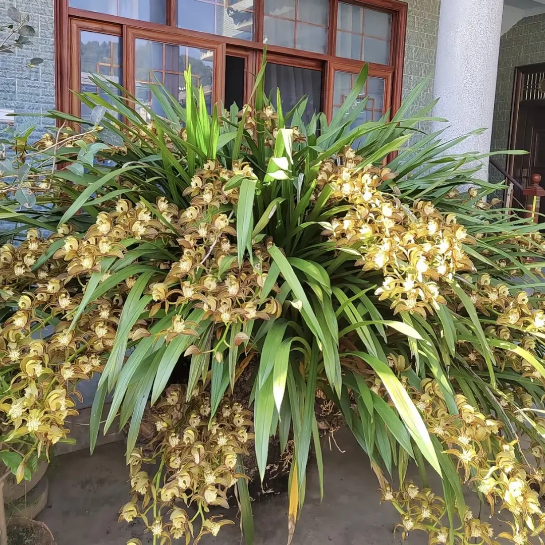 四季建兰香津花苗带花浓香型室内阳台易养观赏花卉盆栽