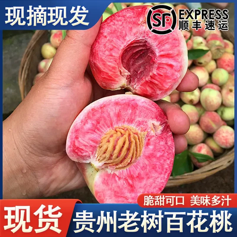 贵州老树百花桃结桃毛桃雪桃现摘现发脆甜多汁桃又甜又脆顺丰包邮