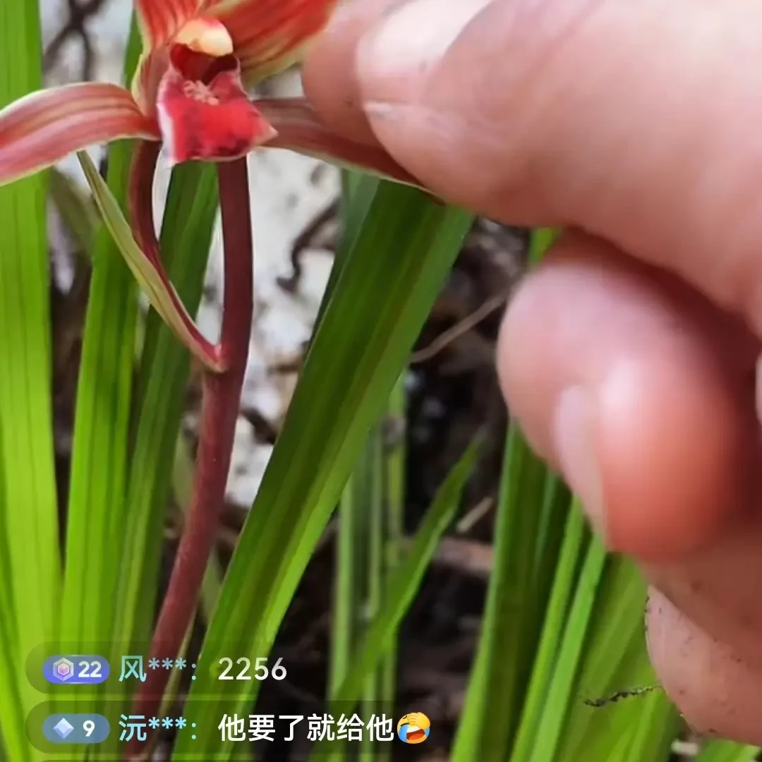 带花苞红素带春剑兰花苗正品浓香型室内外好养花卉绿植