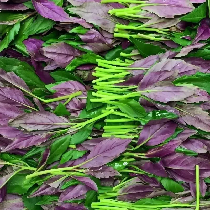 【紫背天葵种子】血皮菜种子家庭阳台小院盆栽地栽四季种植