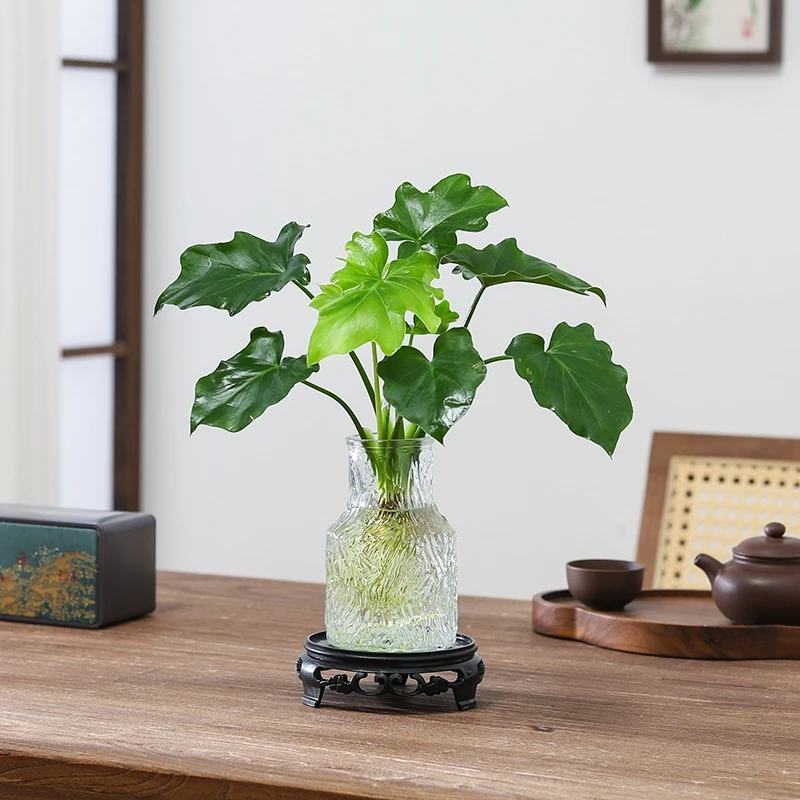 春羽盆栽懒人水培植物客厅室内桌面好养四季好养吉利红绿植吸甲醛
