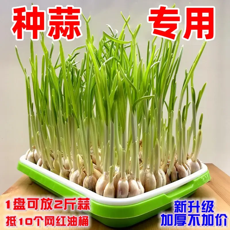 育苗盘育苗盒箱菜营养钵秧苗配套托盘