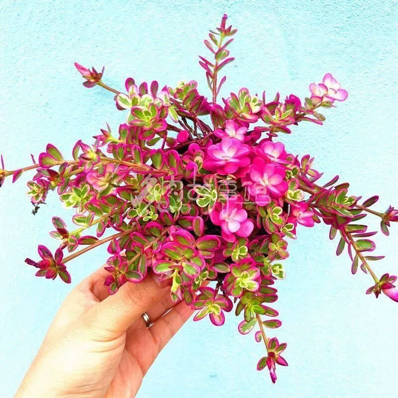 太阳花锦多肉植物新手推荐会开花精美室内盆栽绿植防辐射花卉