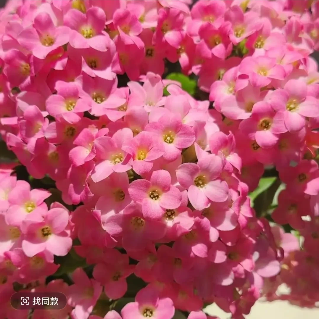 长寿花（哈瑞特）120盆 单瓣稀有品种