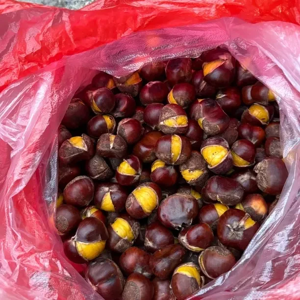 湖南高山板栗新鲜饱满甜香粉糯好剥皮板栗