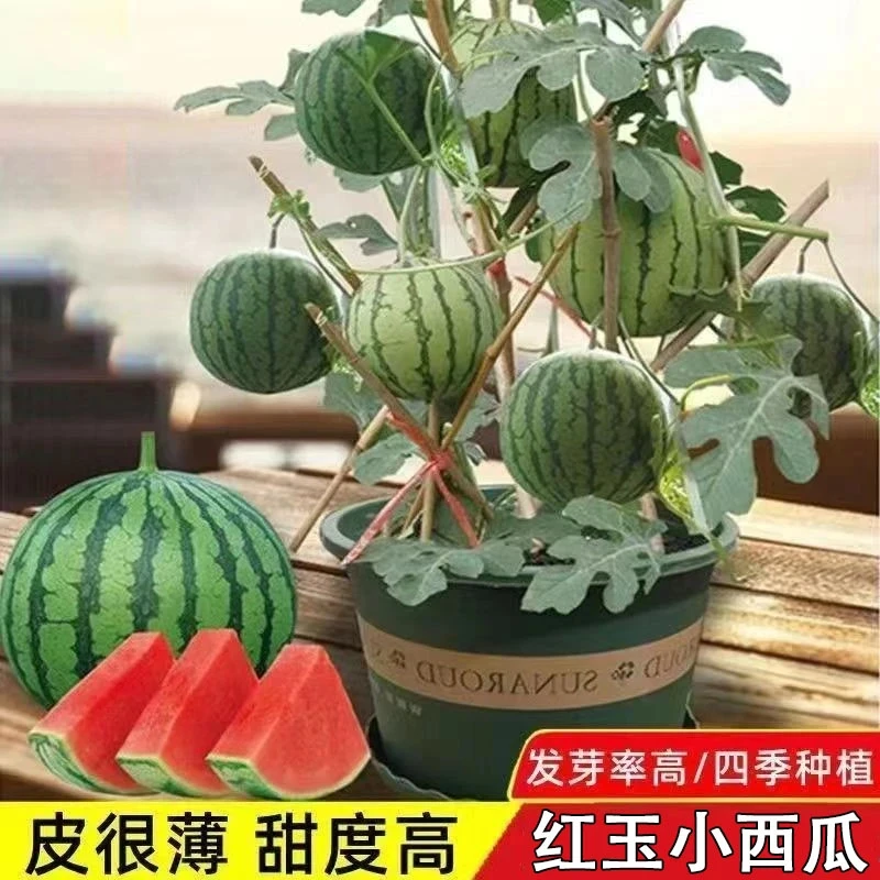 【红玉西瓜种籽】盆栽小西瓜种子台庭院均可种植绿皮红壤