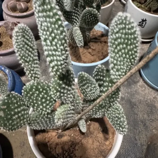 黄毛掌仙人掌多肉植物红毛掌白毛掌防辐射肉肉绿植办公室盆栽