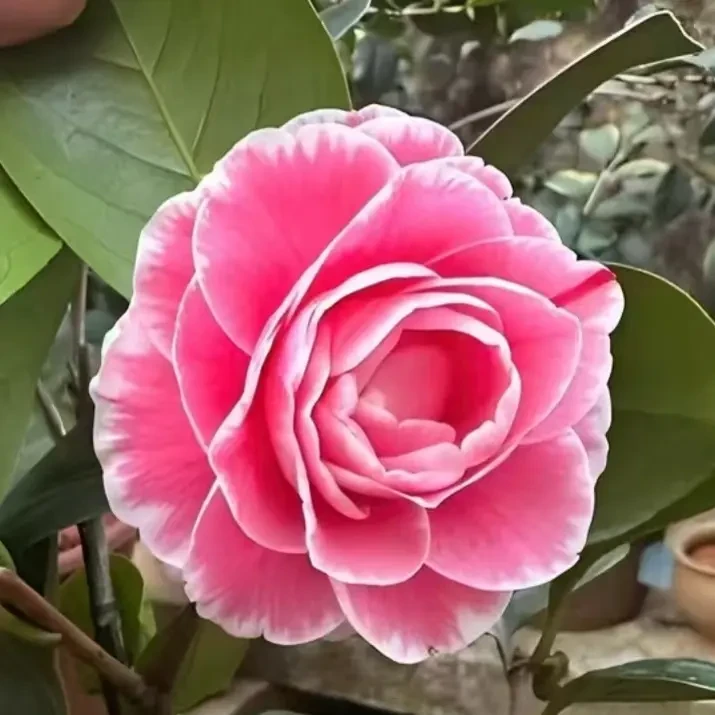 带花苞嫦娥彩山茶花原盆原土室内外阳台庭院好养易活
