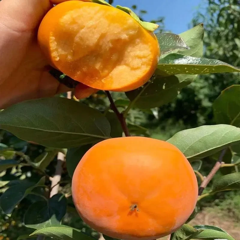 大果无核富有甜柿脆甜柿子树苗火晶柿树南方北方种植当年结果苗