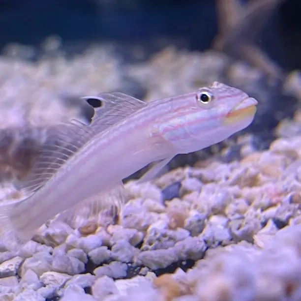 养定红线白虾虎帆翻砂虾虎海水观赏鱼活体