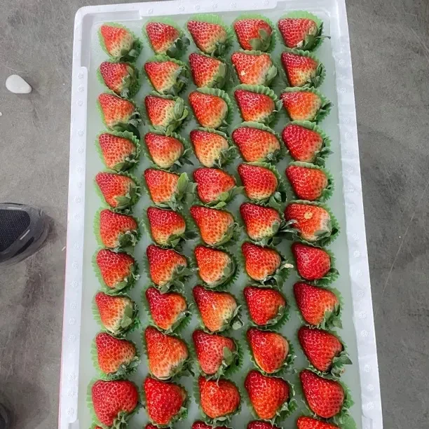 新鲜现摘应季99红颜草莓孕妇放心吃顺丰包邮（大中果）