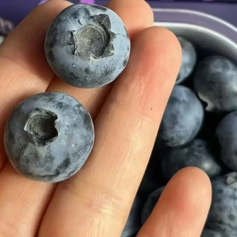 当季云南限量新鲜蓝莓整箱顺丰包邮