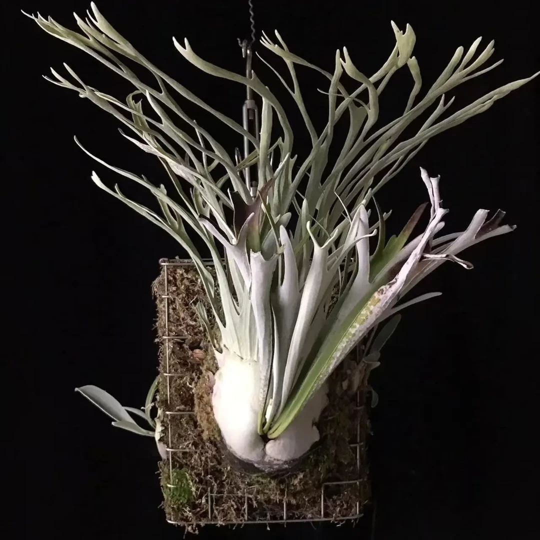 哇哇树AR#1 孢子苗优选