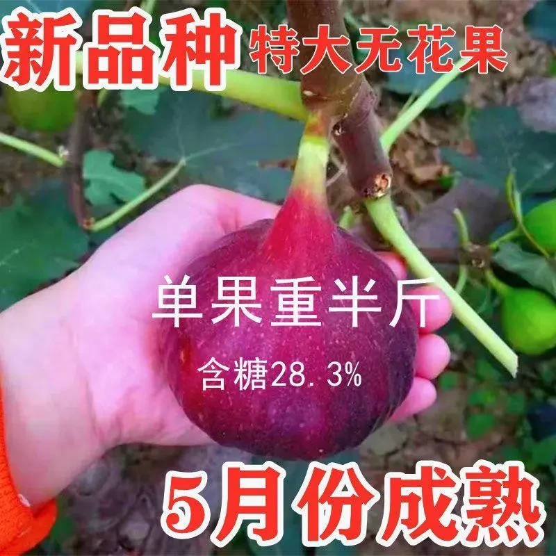 无花果树苗特大新品种波姬红紫果无花果苗盆栽地栽南北方种植结果