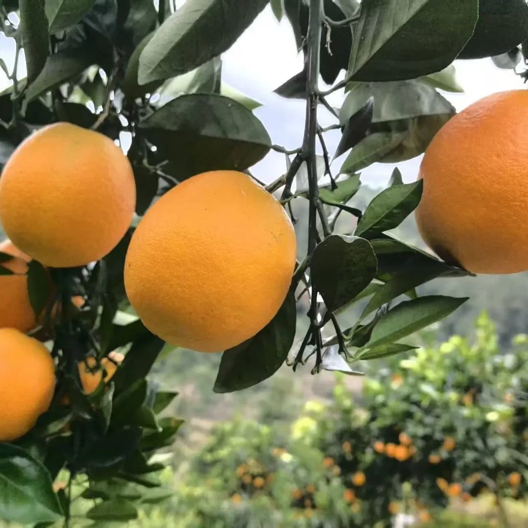 「助农福利专场」新鲜正宗偏柏脐橙现摘现发