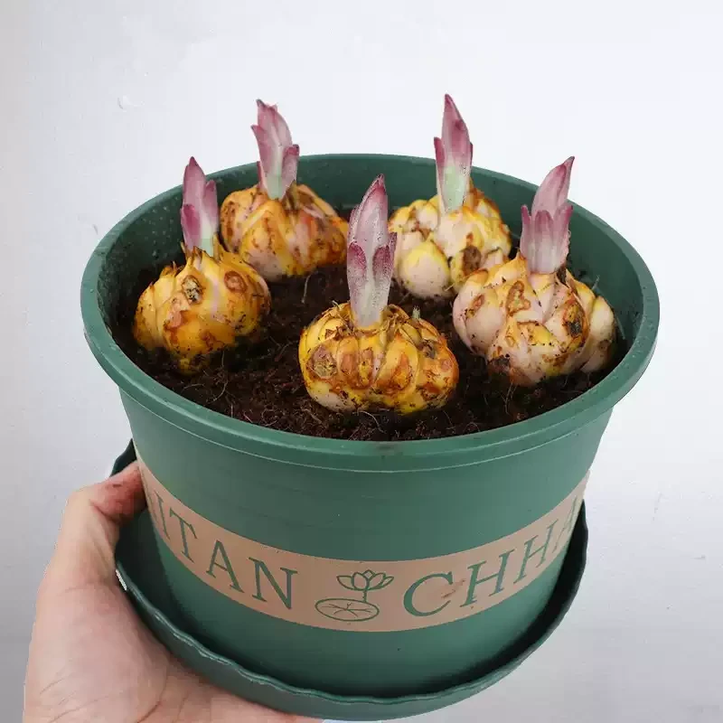 香水百合花种球四季开花宝莲灯花卉植物室内外盆栽