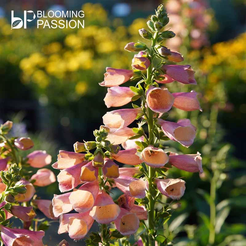 A【毛地黄】BP花卉盆栽耐寒花期长花量大庭院花园阳台易养