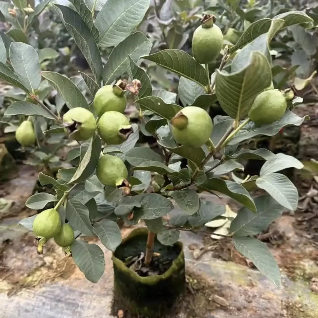 四季胭脂红 四季奶油 珍珠 广西发货精选绿植盆栽