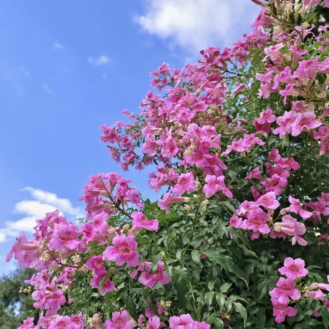 【粉色非洲凌霄花】爬藤植物四季开花卉绿植盆栽适合庭院阳台