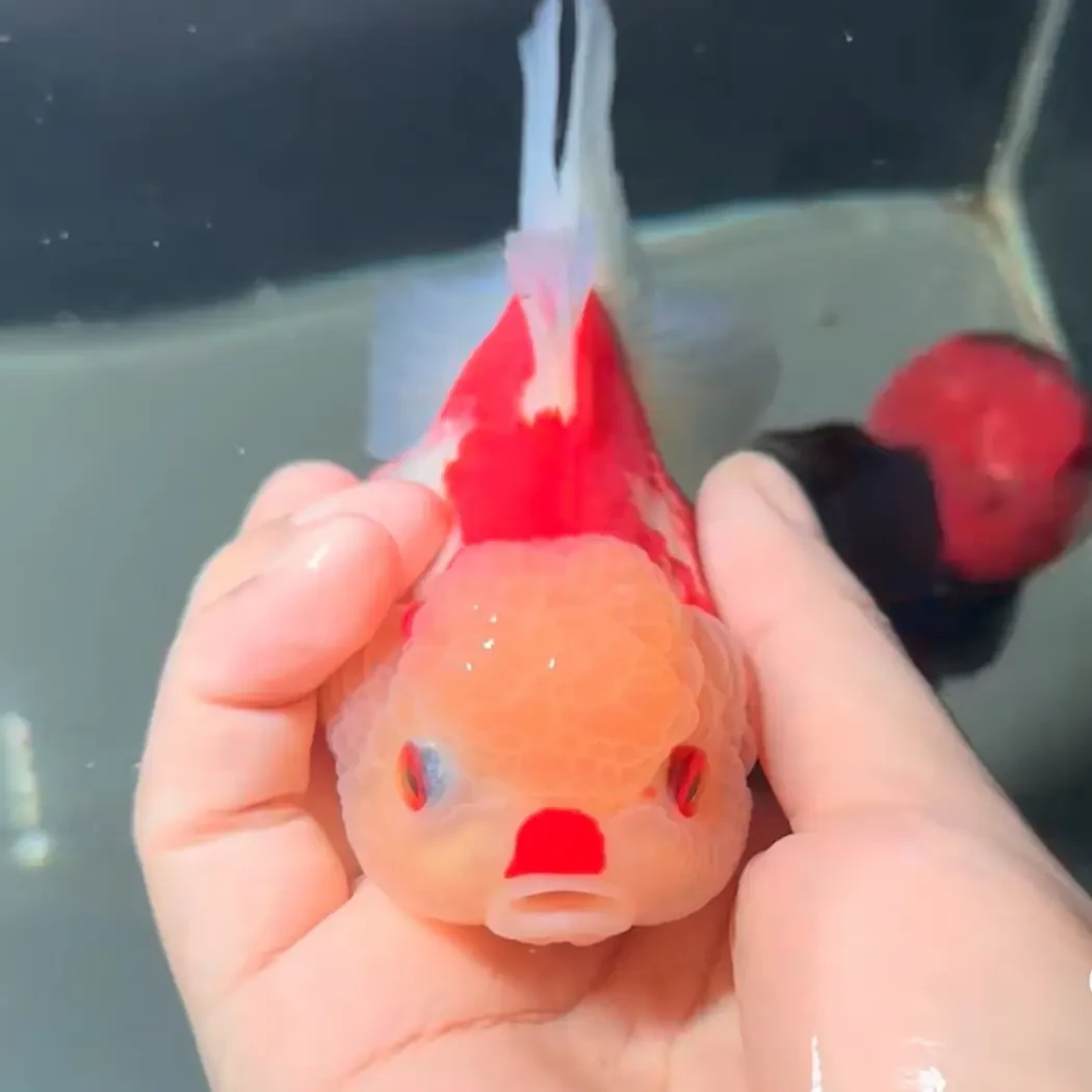 冷水淡水耐活观赏鱼兰寿金鱼奶牛玉兔品种